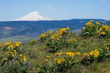 The Best Columbia River Gorge Hikes and Viewpoints - Erika's Travels