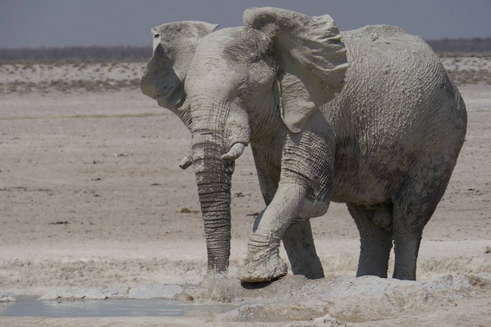 Amazing White Elephant Walk, Etosha National Park, Etosha National Park,  animal, animal, elephant, Namibia, Namibia