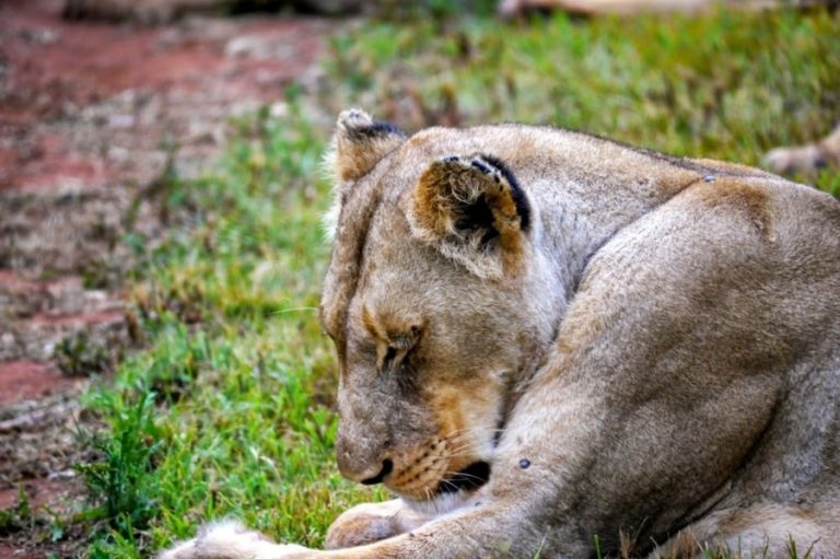 Hlane National Park Safari in Eswatini - Erika's Travels