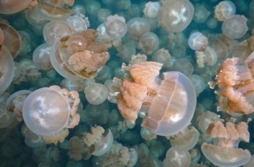 Jellyfish Lake, Palau