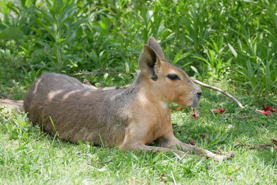 Animal at the Ecoparque in Buenos Aires