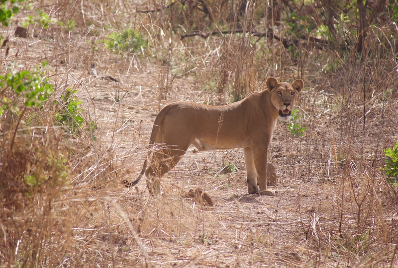 safaris in west africa