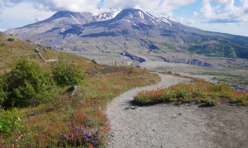 Wildflowers at Mount Saint Helens