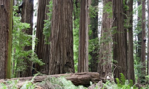 Redwoods State Park