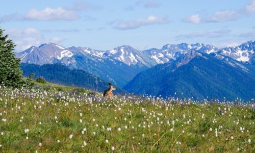 Olympic National Park Deer and Wildflowers