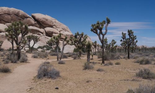 Joshua Trees