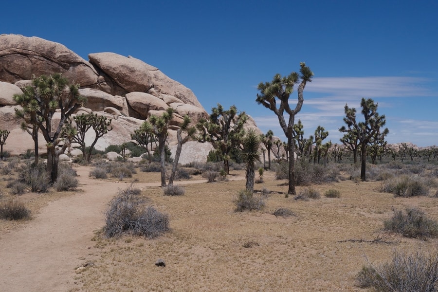 7 Awesome Things To Do In Joshua Tree National Park Erikas Travels