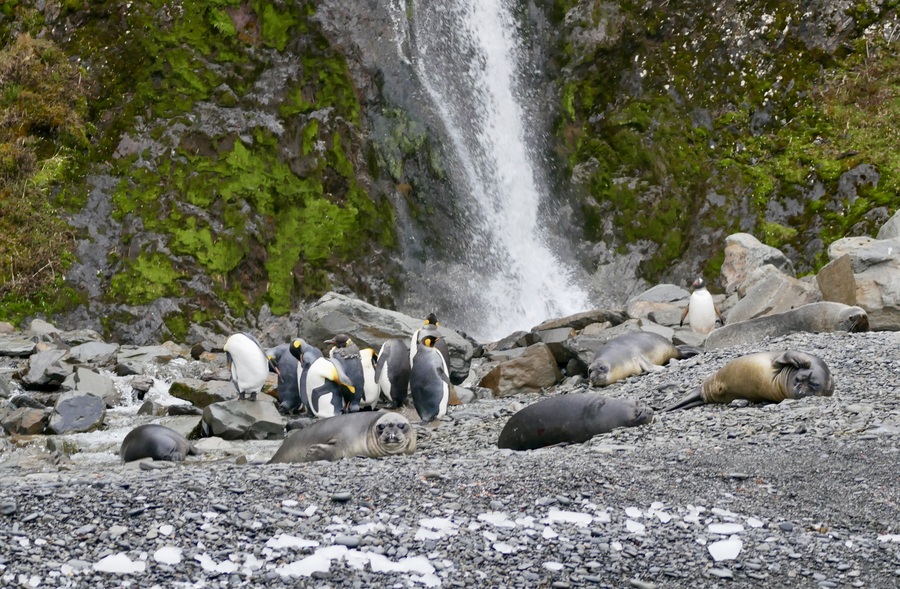 Waterfall and Penguins at Hercules Bay