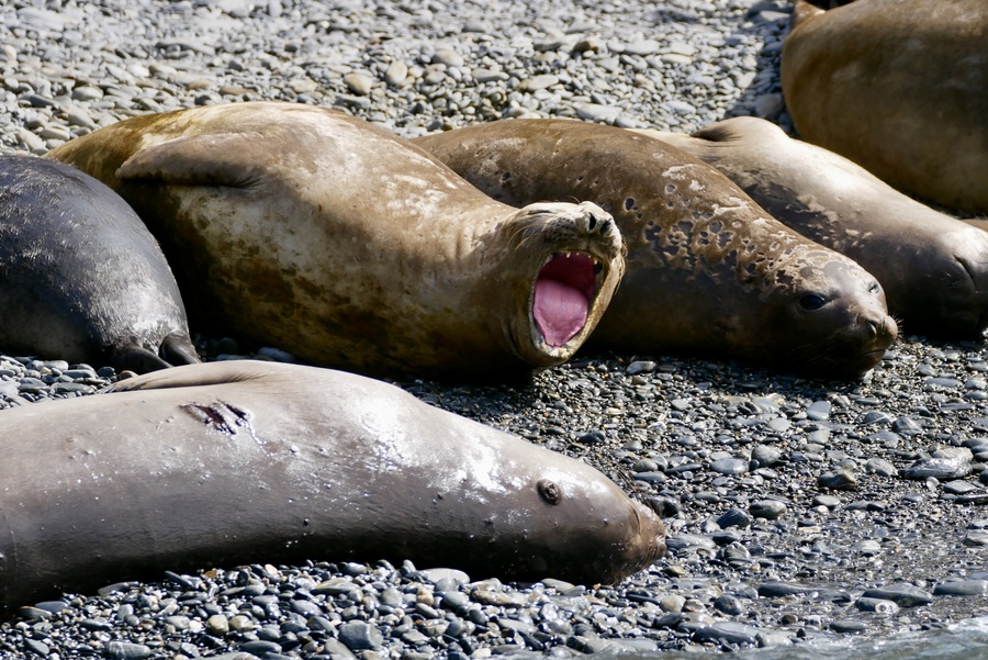 Fur Seals, South Georgia