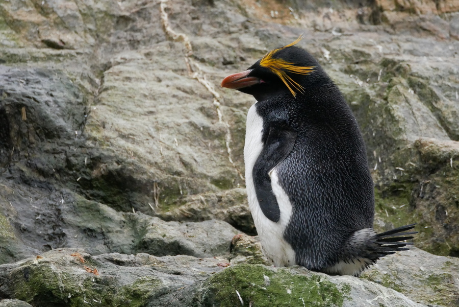 Macaroni Penguins