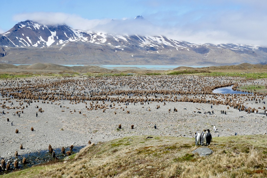 Fortuna Bay Penguins