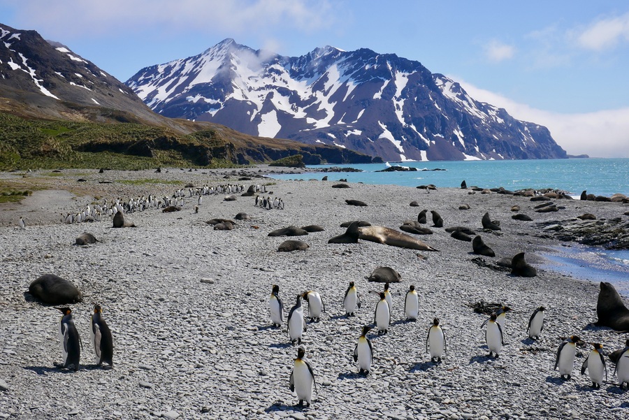 Fortuna Bay, South Georgia