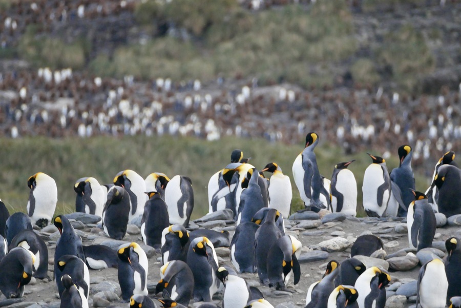 Penguins of Salisbury Plain